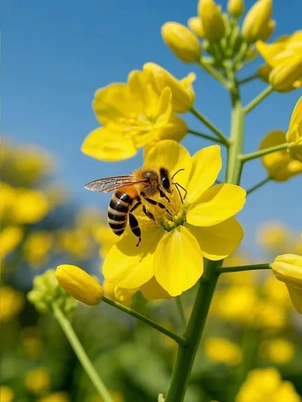 Foto original de una abeja posada en una flor amarilla, con el cielo azul al fondo