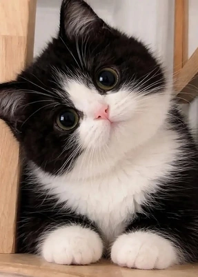 Foto original de un gatito blanco y negro que inclina la cabeza, usada para crear un sticker personalizado