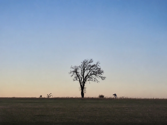 Résultat du coloriseur montrant un arbre isolé dans un champ au coucher du soleil