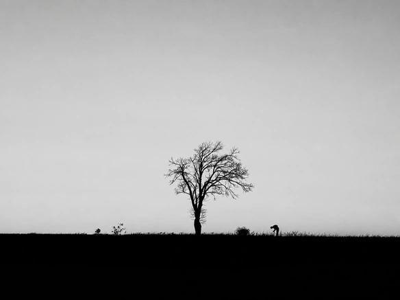 Paysage d’origine en noir et blanc avec un arbre isolé avant la colorisation par IA